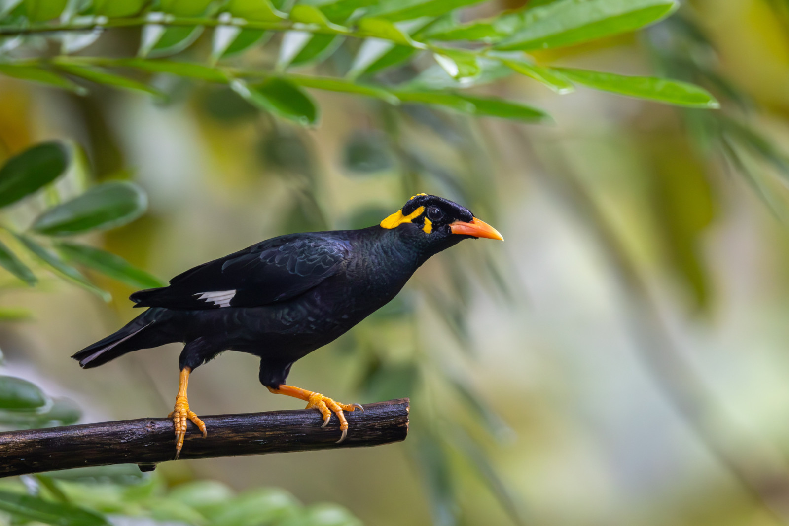 image Southern Hill Myna